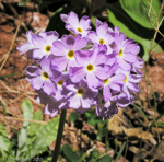 <i>Primula specuicola </i>