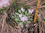 <i>Primula specuicola </i>