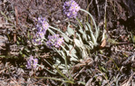 <i>Primula specuicola </i>