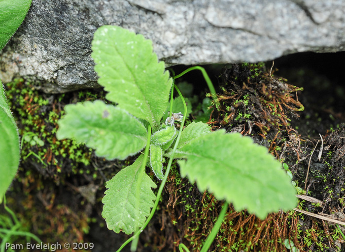 <i>Primula spicata </i>