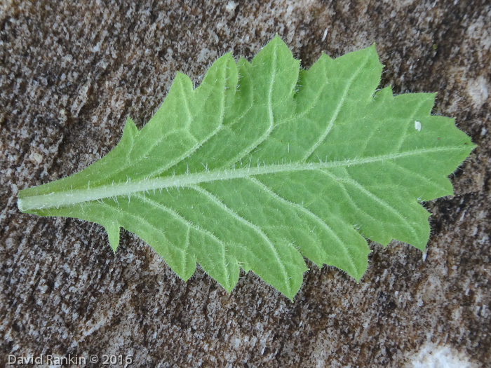 <i>Primula spicata </i>