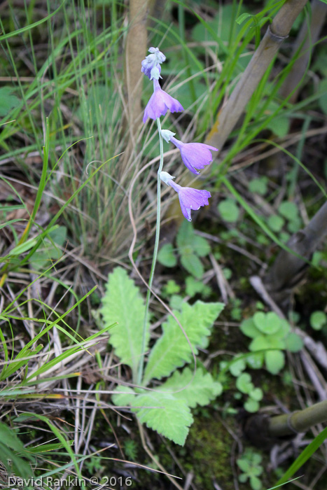 <i>Primula spicata </i>