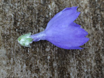 <i>Primula spicata </i>