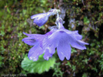 <i>Primula spicata </i>