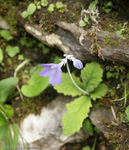 <i>Primula spicata </i>