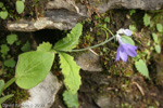 <i>Primula spicata </i>