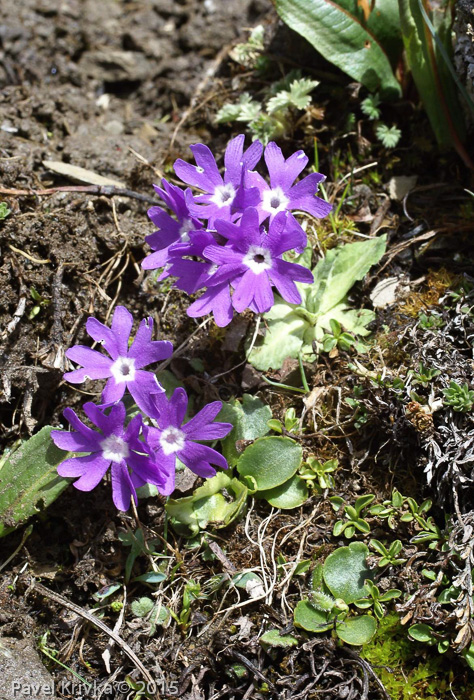 <i>Primula stenocalyx </i>