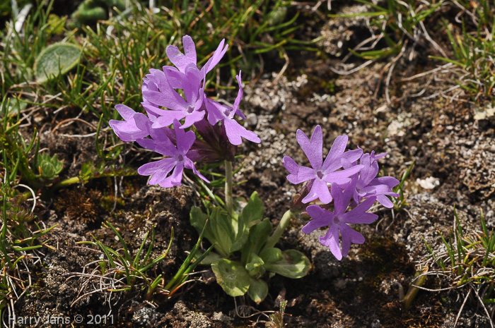 <i>Primula stenocalyx </i>