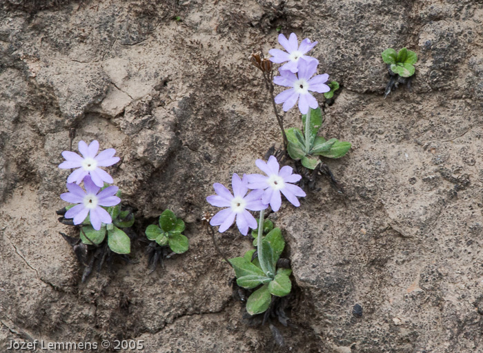 <i>Primula stenocalyx </i>