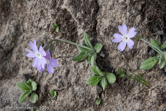 <i>Primula stenocalyx </i>