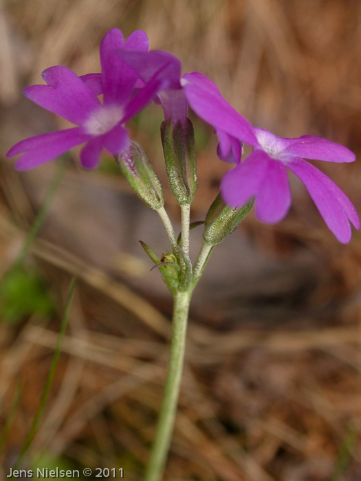 <i>Primula stenocalyx </i>
