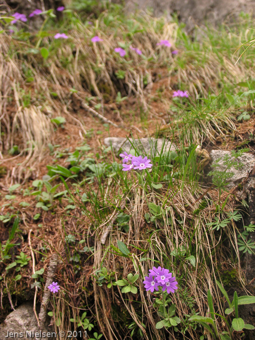 <i>Primula stenocalyx </i>