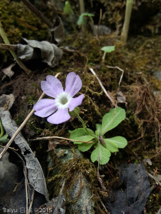 <i>Primula stenocalyx </i>