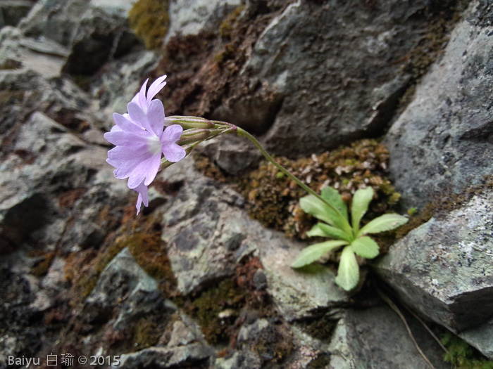 <i>Primula stenocalyx </i>