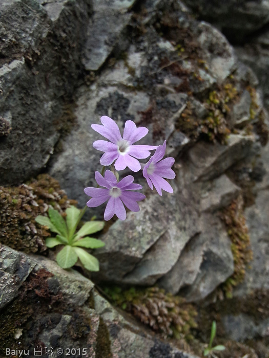 <i>Primula stenocalyx </i>