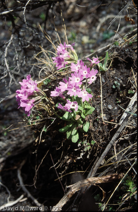 <i>Primula stenocalyx </i>