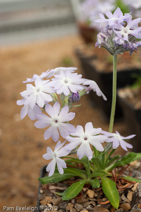 <i>Primula stenocalyx </i>