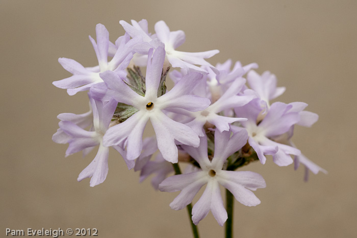 <i>Primula stenocalyx </i>