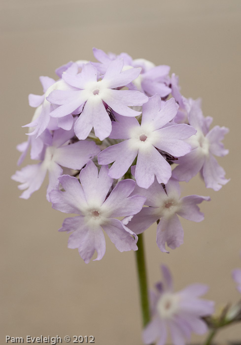 <i>Primula stenocalyx </i>