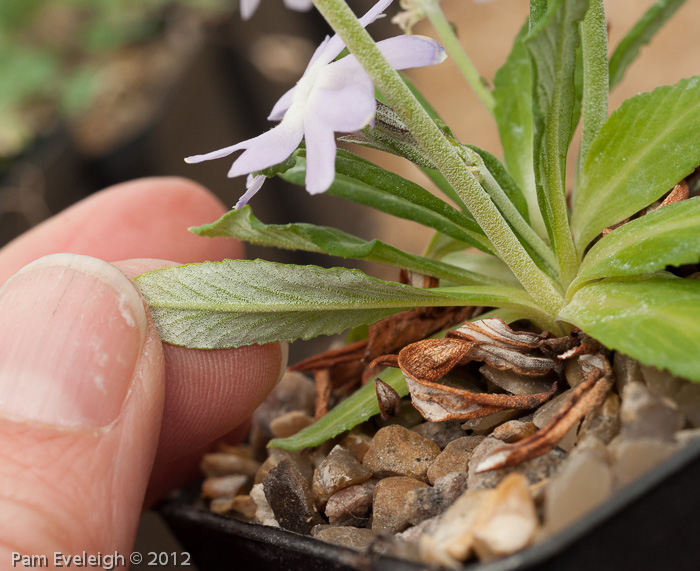 <i>Primula stenocalyx </i>