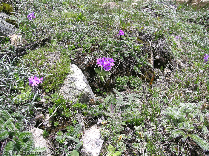 <i>Primula stenocalyx </i>