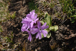 <i>Primula stenocalyx </i>