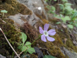 <i>Primula stenocalyx </i>