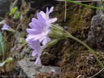 <i>Primula stenocalyx </i>