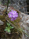 <i>Primula stenocalyx </i>