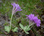 <i>Primula stenocalyx </i>