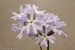 <i>Primula stenocalyx </i>