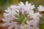 <i>Primula stenocalyx </i>