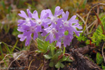 <i>Primula stenocalyx </i>