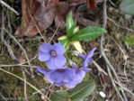 P. calderiana x P. strumosa