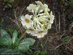 P. calderiana x P. strumosa