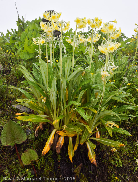 <i>Primula stuartii </i>