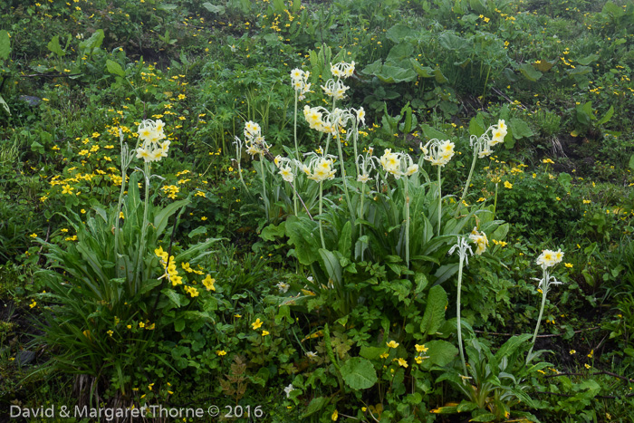 <i>Primula stuartii </i>