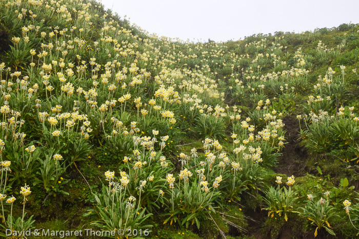 <i>Primula stuartii </i>