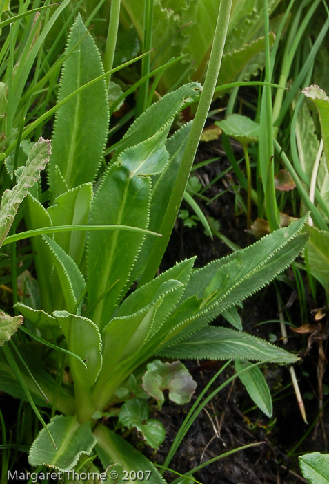 <i>Primula stuartii </i>