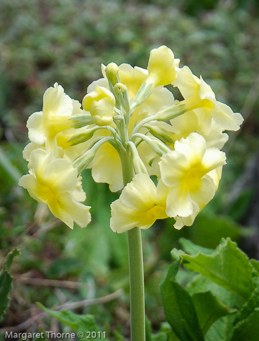 <i>Primula stuartii </i>