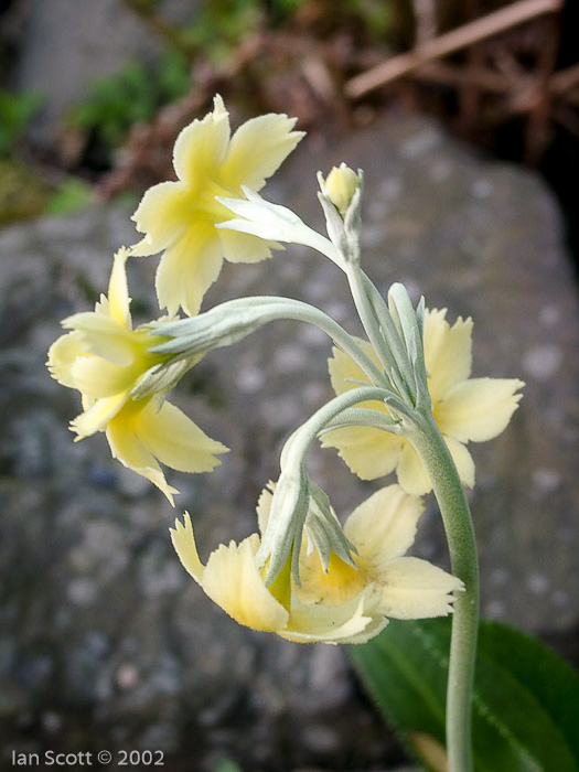 <i>Primula stuartii </i>