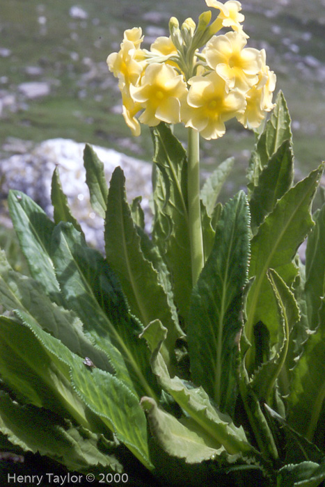 <i>Primula stuartii </i>