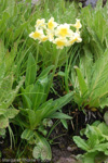 <i>Primula stuartii </i>