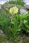 <i>Primula stuartii </i>