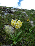 <i>Primula stuartii </i>