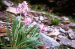 <i> P. macrophylla var moorcroftiana X P. stuartii </i>