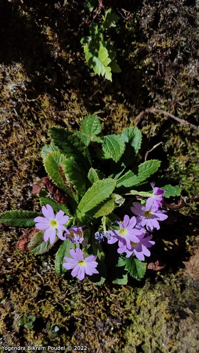 <i>Primula sulphurea </i>