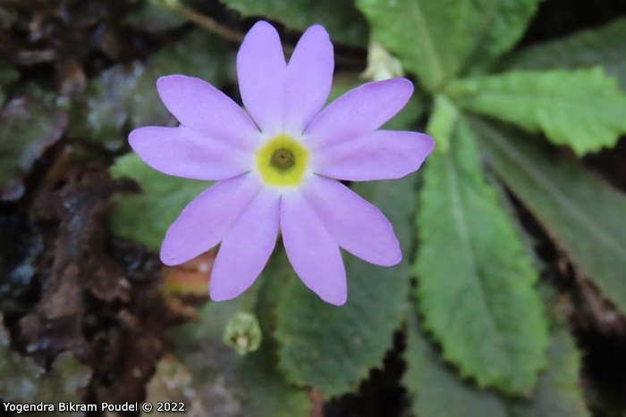 <i>Primula sulphurea </i>