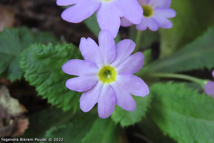 <i>Primula sulphurea </i>