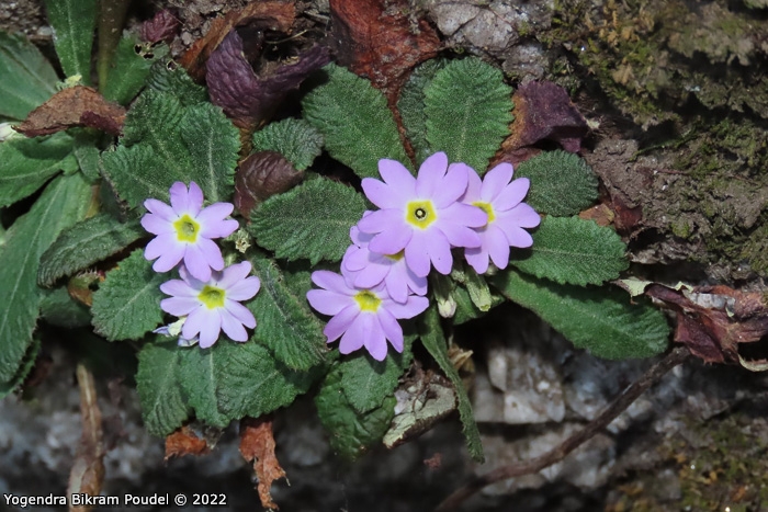 <i>Primula sulphurea </i>